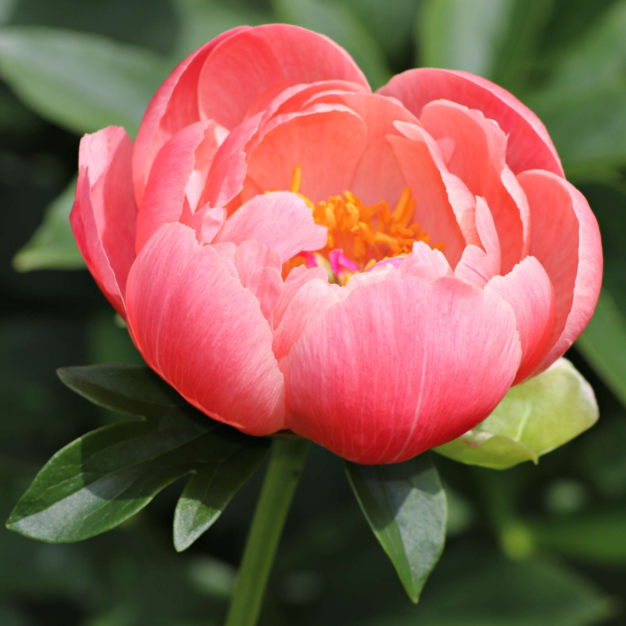 Pfingstrose 'Coral Sunset'